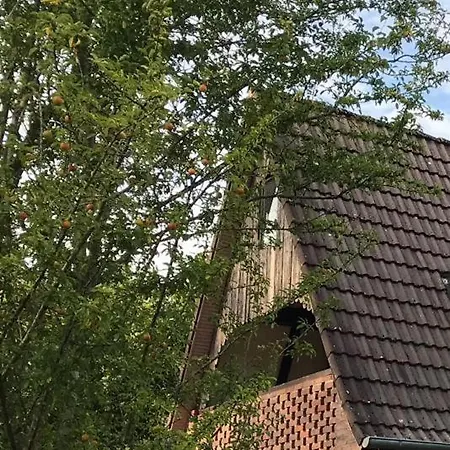 Nordseeeule * Neuschoo